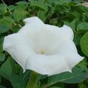 Datura metel blanche